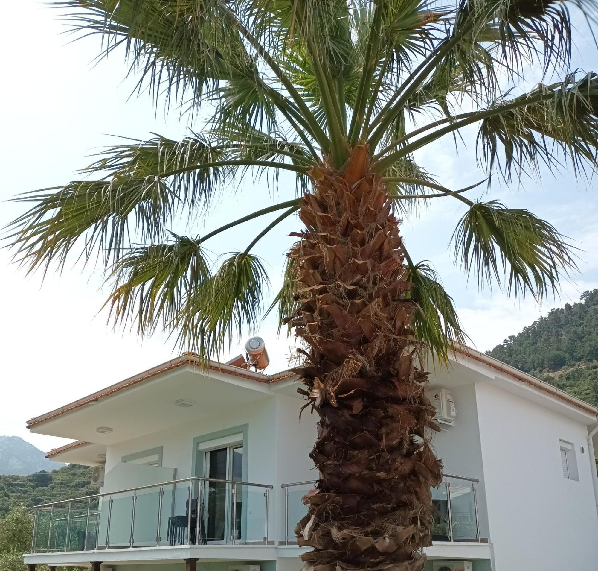 Olive Garden Villas And Apartments 克里斯阿穆迪亚 客房 照片